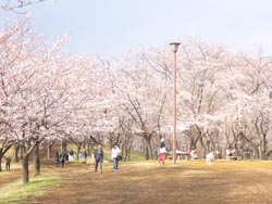 こども自然公園