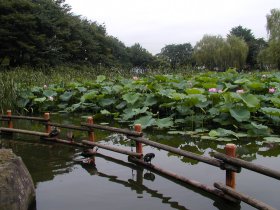 菊名池公園