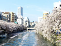 横浜大岡川