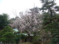 横浜本牧三渓園