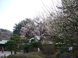 横浜三渓園