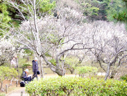 横浜三渓園