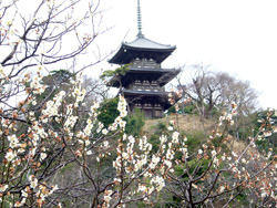 横浜三渓園