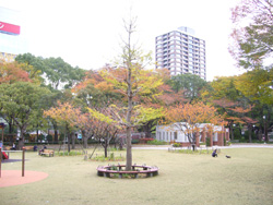 横浜公園