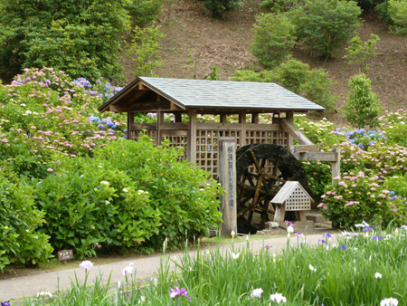 橫須賀しょうぶ園